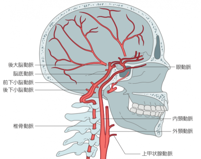 脳血管